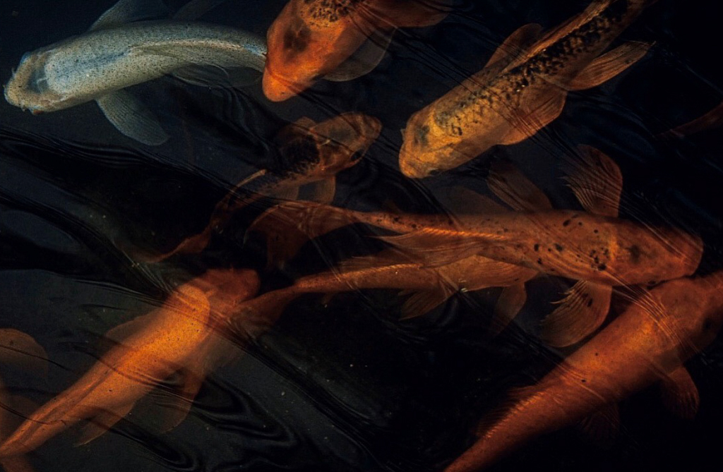 Koi Fish . Porches