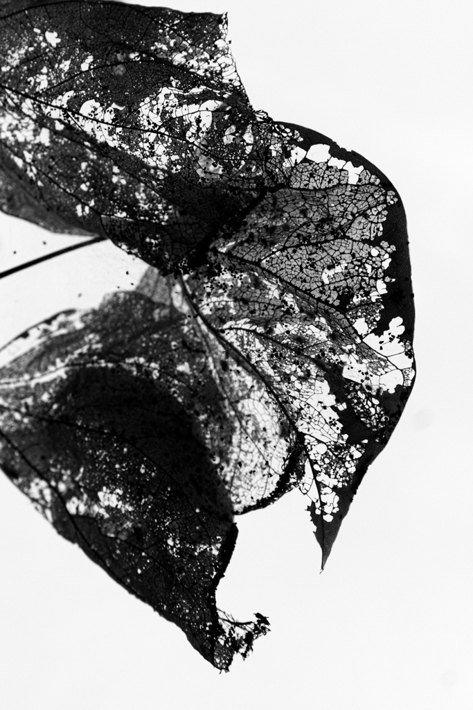 Leaf . Brooklyn