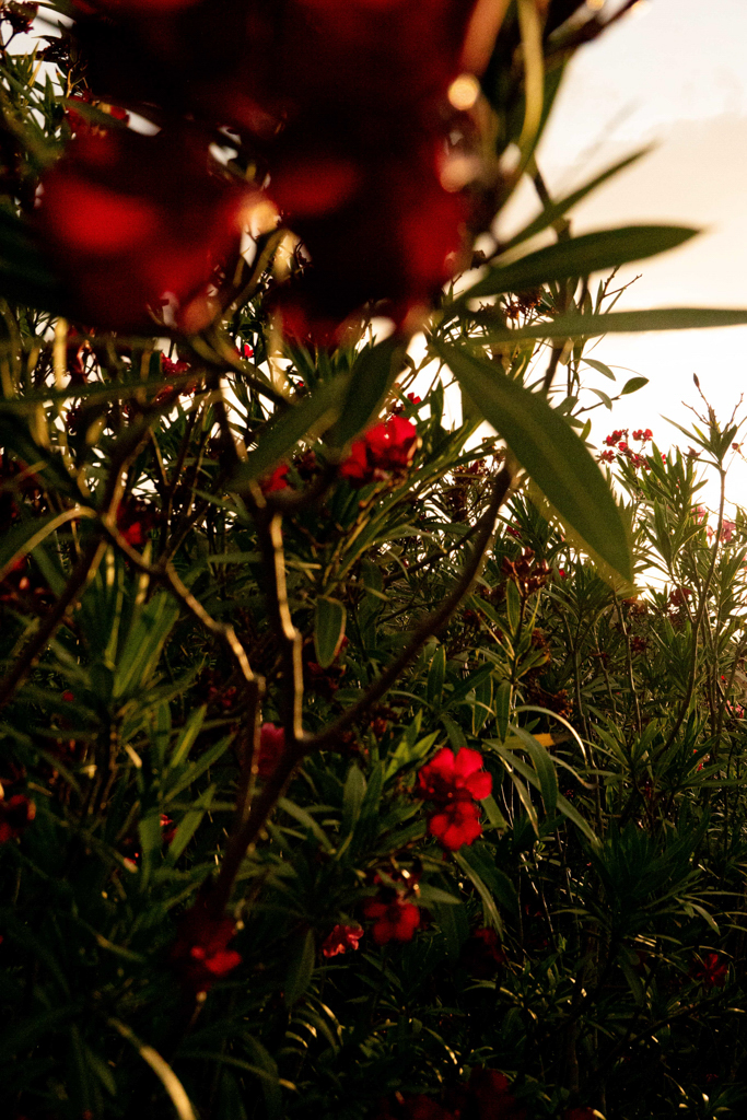 Flowers . Sardinia