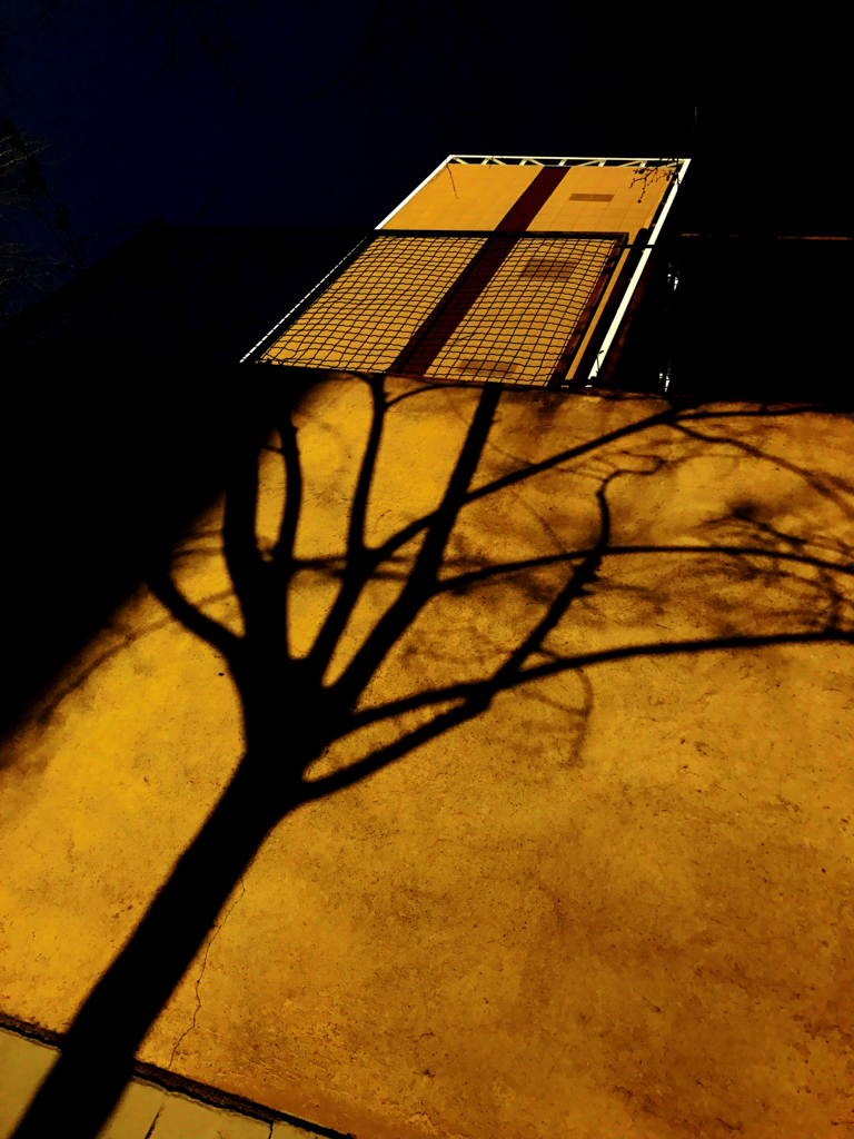 Tree Shadow . Barcelona